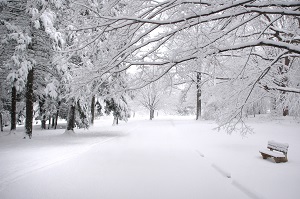 snow covered park